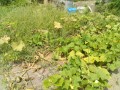IMG_20260719_104730
