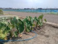IMG_20260720_113339