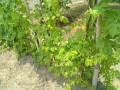 IMG_20260720_113346
