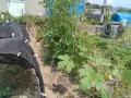 IMG_20260720_113349