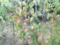 IMG_20260720_184414