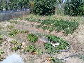 IMG_20260724_112201