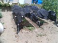 IMG_20260725_111939