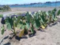 IMG_20260726_112337