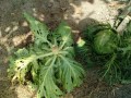 IMG_20260728_101901