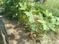 IMG_20260728_101918