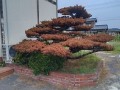 IMG_20260729_110353