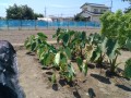 IMG_20260730_105938