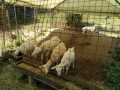 IMG_20260803_104243
