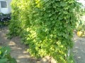 IMG_20260804_163934