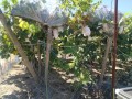 IMG_20260806_110517