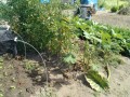 IMG_20260807_092437