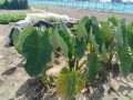 IMG_20260807_092438