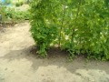 IMG_20260809_103405