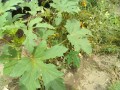 IMG_20260809_103422
