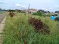 IMG_20260809_104206