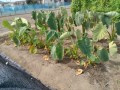 IMG_20260810_093226