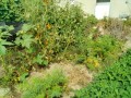 IMG_20260810_093228