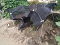 IMG_20260810_093232