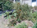 IMG_20260811_102003