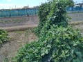 IMG_20260811_102047