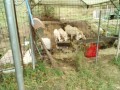 IMG_20260813_083925