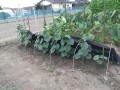 IMG_20260815_180824