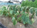 IMG_20260815_180827