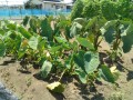 IMG_20260818_120029