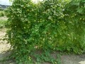 IMG_20260820_103358