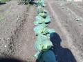 IMG_20261001_110717