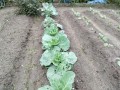 IMG_20261005_101604