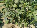 IMG_20261009_115347