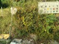 IMG_20261017_081917